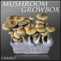 Buy Cambodia Mushrooms