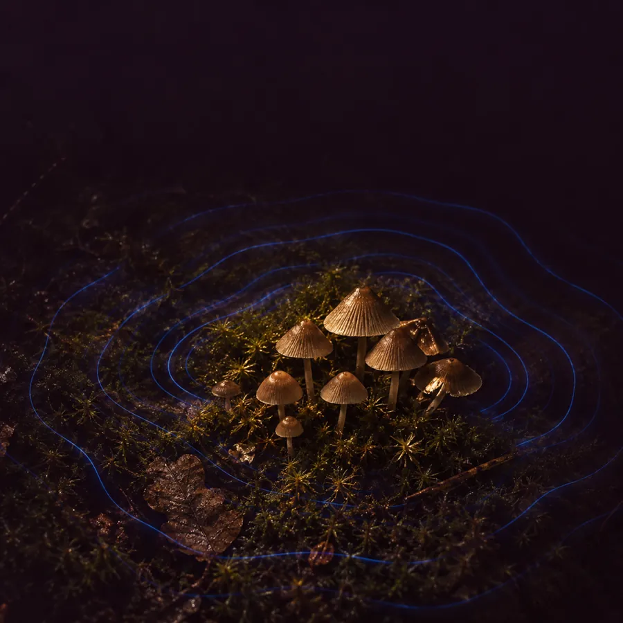 Small brown mushrooms on dark moss, with blue rings spreading out around them like sound waves